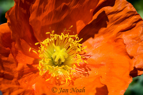 Oriental Poppy