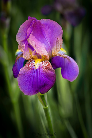 Iris Beauty