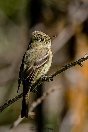 Cordilleran Flycatcher