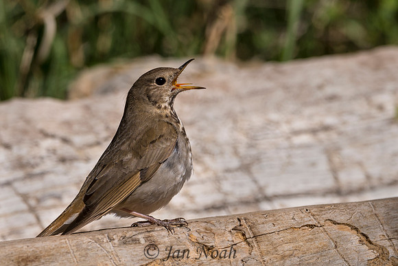 Hermit Thrush