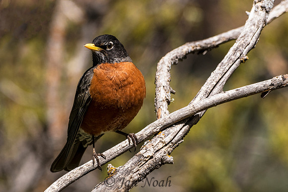 American Robin