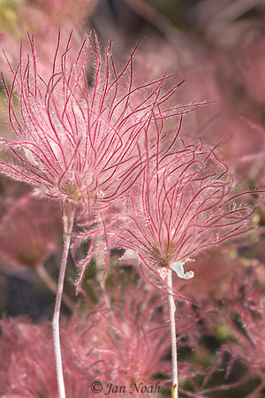 Apache Plume Pairing
