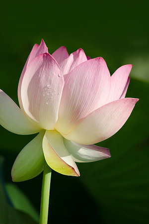 Lotus Blossom