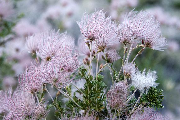 Apache Plume