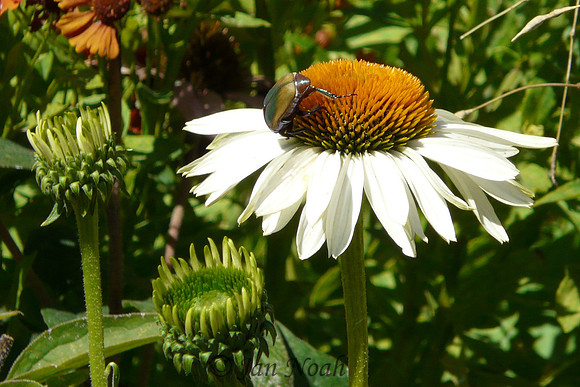 Flower with a Beetle