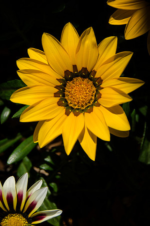 Ganzina in Light