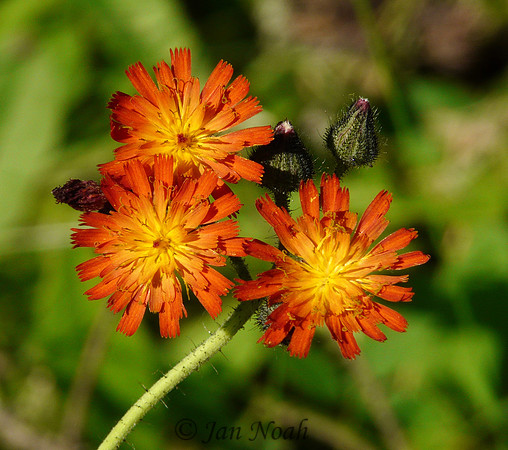 Orange Flowers