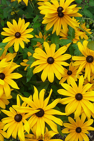 Black-eyed Susans