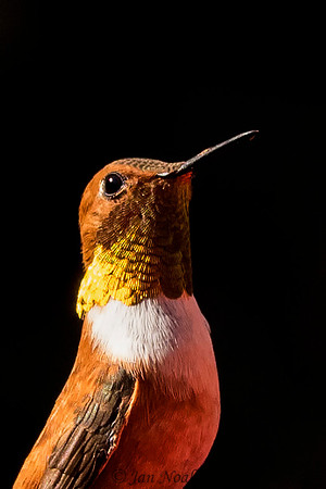 Male Rufous Hummingbird
