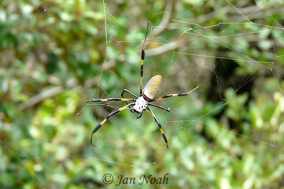 Golden Orb Spider