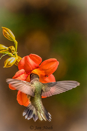 Trumpet Flower and Hummer