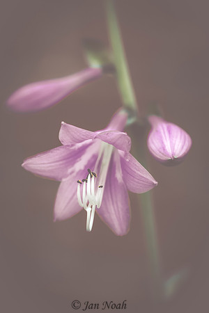 Hosta Bloom