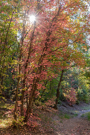 Maple Trail