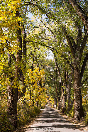 Cottonwood Lane