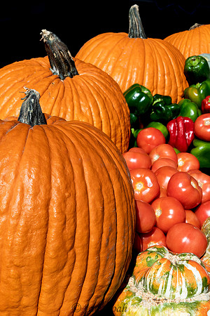 Fall Harvest