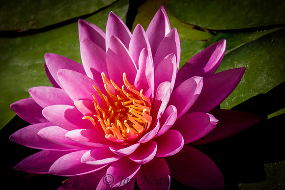 Lily