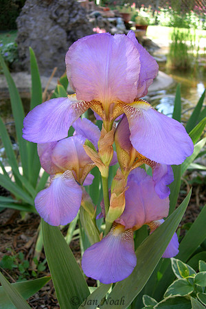 Purple Iris