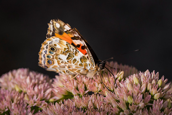 Painted Lady