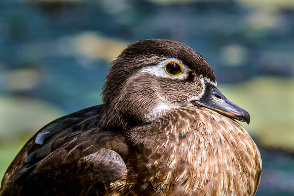 Juvenile Wood Duck