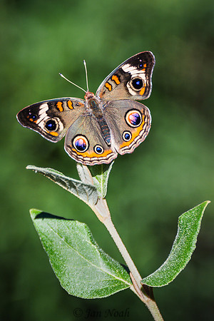 Buckeye