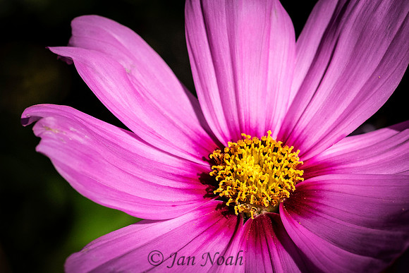 Cosmos