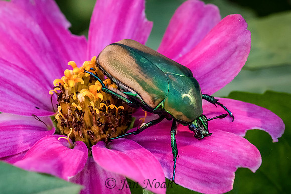 Figeater Beetle