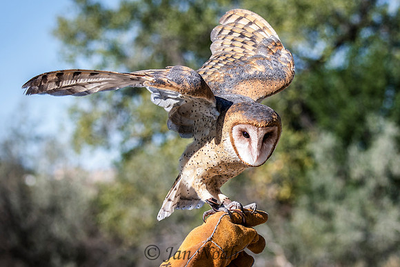 Barn Owl