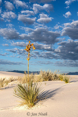 Soaptree Yucca