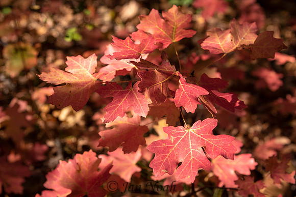 Bigtooth Maple Leaves