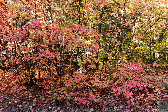 Maple Beauty