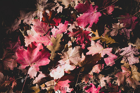 Fallen Leaves
