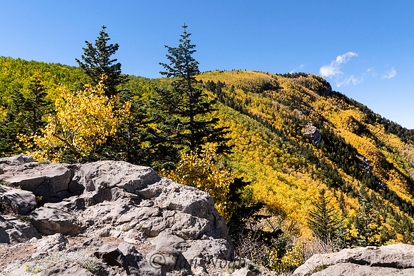 Aspens in the Sandia Mountains