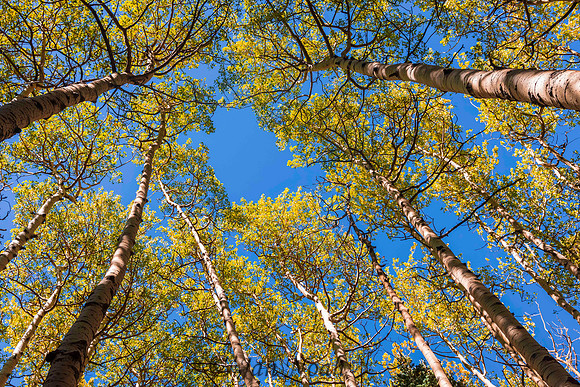 Looking Up