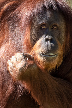 Watchful Orang