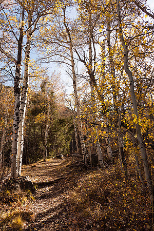 Aspen Trail