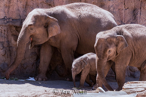 Multi-generational