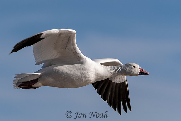 Snow Goose