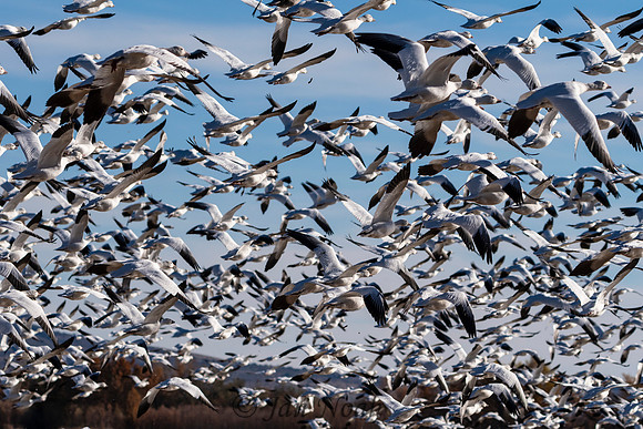 Geese Chaos