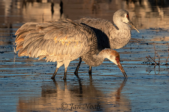 Sunrise Light