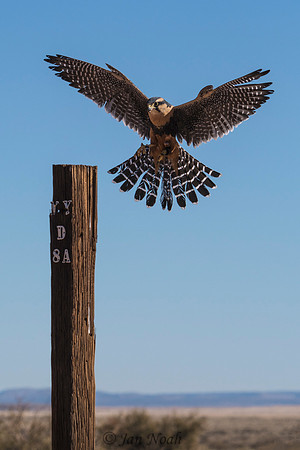 Alpomado Falcon