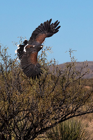 Harris Hawk