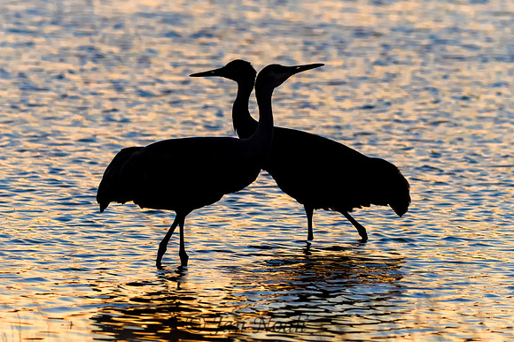 Beautiful Couple