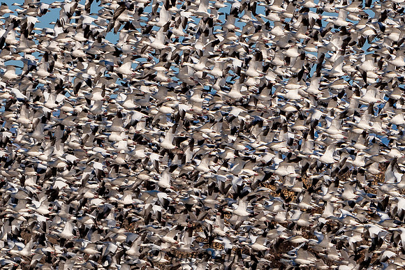 Snow Geese Frenzy