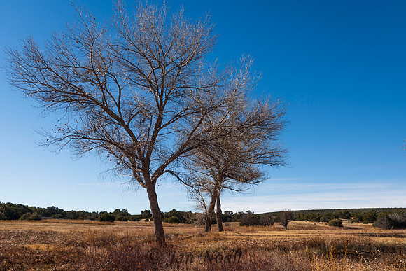 Bare Trees