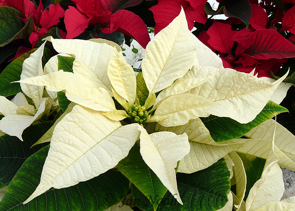 White Poinsettia