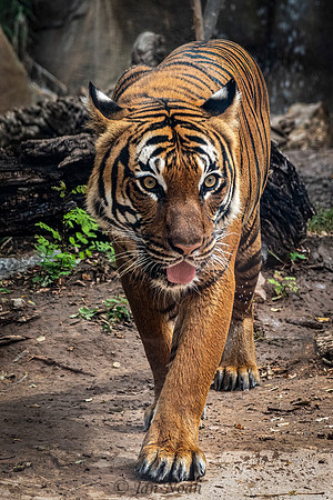 Malayan Tiger