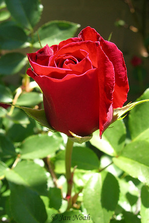 Red Rose
