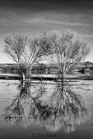 Mirrored Pair