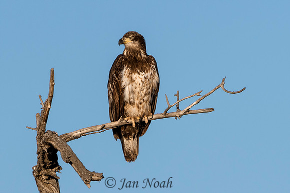 Juvenile Bald Eagle