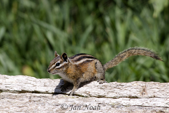 Little Stripe